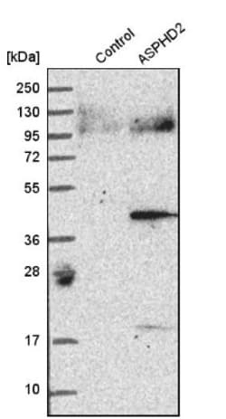 ASPHD2 Antibody, Novus Biologicals 0.1 mL | Buy Online | Novus Biologicals | Fisher Scientific